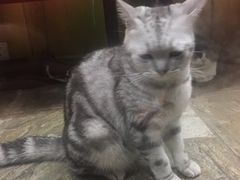 -猫咪博物馆(顶澳仔猫街店)