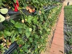 -大自然农场蔬菜草莓采摘园