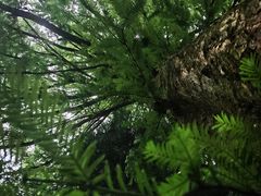 -山王坪喀斯特国家生态公园
