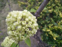 -维也纳国际酒店·上海虹桥火车站国家会展中心店