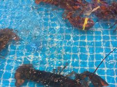 -梦都海鲜酒家(万达广场江桥店)