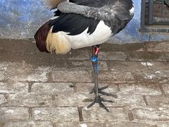 -哈尔滨北方森林动物园