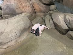 -苏州海洋馆