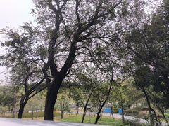 -王借岗森林公园