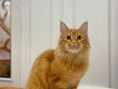 -袖虎·猫馆(体育西路店)