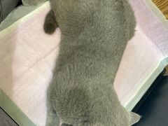 -宠颐生斯嘉宠物医院·急重症·心内科(谷阳北路分院)