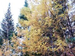 -五营红松林海景区