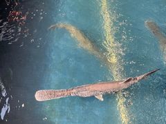 -鸿渡渔庄·特色鸭咀鱼