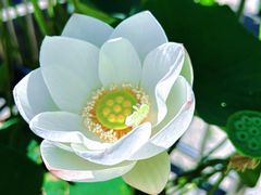 -莲花池公园