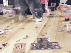 -猫先生桌游