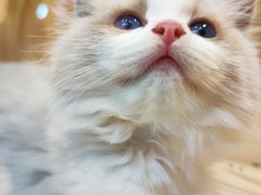 -屋虎猫馆(宝安大仟里店)