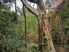 -西双版纳原始森林公园