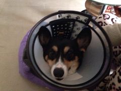 光景动物医院(江南中店)-瑞派动物医院·绝育·犬猫全科·预防医学(光景江南中店)