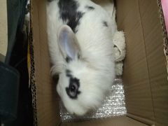 -北京观赏动物医院·24小时大型综合·猫专科·异宠专科