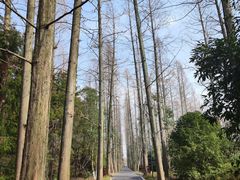 -东平国家森林公园