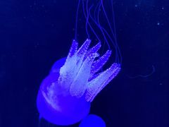 -欢乐海岸海洋奇梦馆