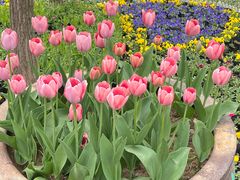 -洛阳郁金香牡丹园