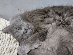 -浣熊柯尔鸭土拨鼠·电玩咖