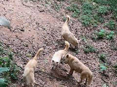 -深圳野生动物园
