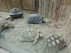 -大连森林动物园