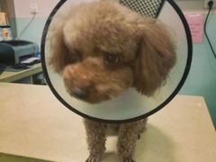 -小伙伴宠物医院•急重症转诊中心·老年专科·犬猫全科(北大街总院)
