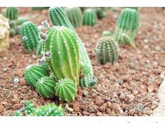 -南通洲际绿博园