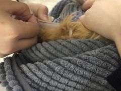 -美联众合动物医院·24h转诊中心