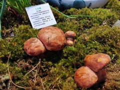 -蔼若春.传承三十年云南菜(金碧公园店)