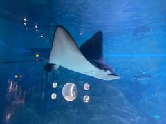 -烟台海昌鲸鲨海洋公园