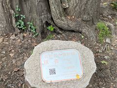 -上海佘山国家森林公园天马山园