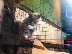 -猫咪博物馆(顶澳仔猫街店)