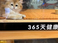 -欣宠猫屋·矮脚拿破仑·蓝金金渐层