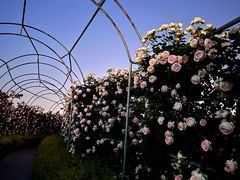 -花博汇(知音花月夜)