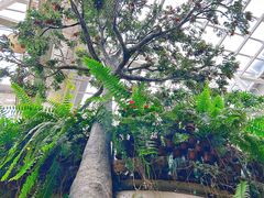 -正佳雨林生态植物园