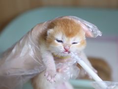-lincat·猫舍(广州店)