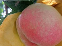 -老袁家蜜桃农场·阳山水蜜桃