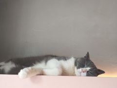 -猫儿山۰猫主题餐厅