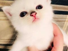 -重庆市奥林匹克体育中心-游泳跳水馆