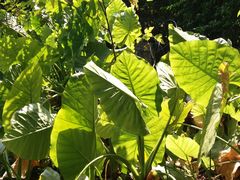 -畔山酒店中餐厅