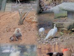 -泉州海丝野生动物世界