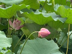 -莲花池公园