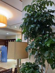 -深圳阳光医疗美容医院·旗舰店