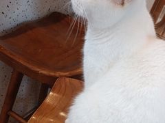 -有猫主题·治愈系猫咖(曾厝垵店)