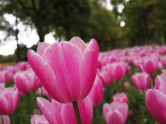 -上海鲜花港