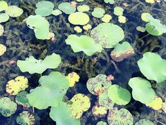 -昆山城市生态森林公园