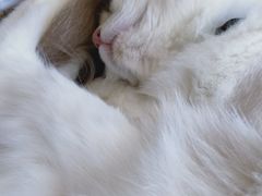 -喵喵咪呀布偶猫咖(春熙路店)
