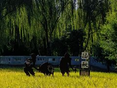 -北坞公园