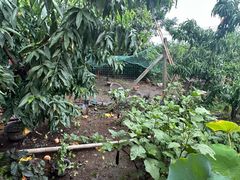 -老袁家蜜桃农场·阳山水蜜桃