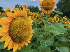 -奥林匹克森林公园北园-停车场