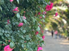 -广富林郊野公园